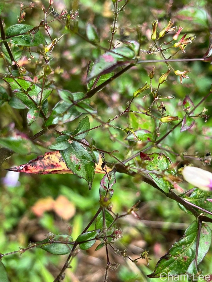 Strobilanthes helicoides T.Anderson